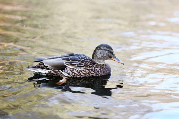 Anatra che nuota in acqua — Foto Stock