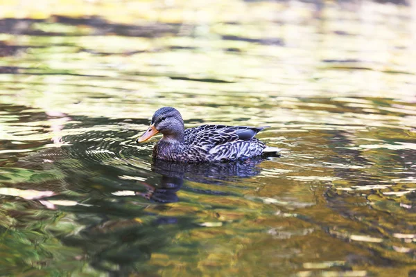 Enten schwimmen im Wasser — Stockfoto