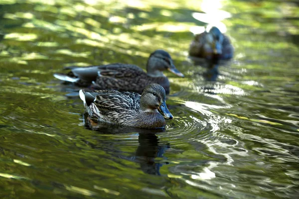 Enten schwimmen im Wasser — Stockfoto