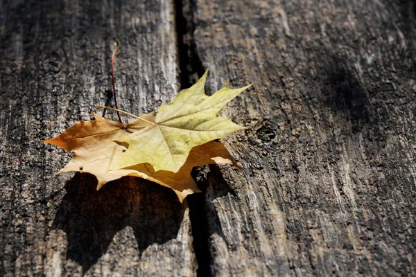 Осінній лист на дерев'яному фоні, крупним планом — стокове фото