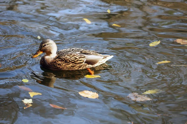 Duck swimming in water — Stock Photo, Image