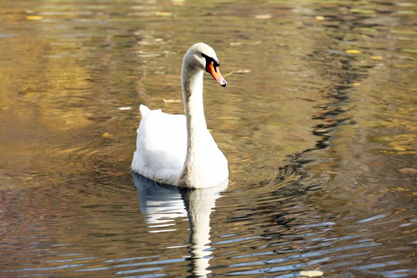 Cigno bianco sul lago — Foto Stock