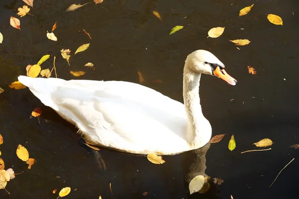 Cisne blanco en el lago —  Fotos de Stock