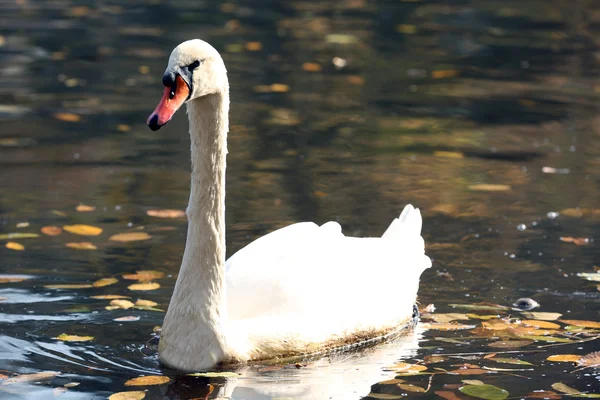 Cisne blanco en el lago — Foto de Stock