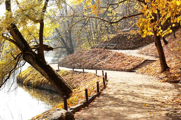 Beautiful autumn trees — Stock Photo, Image