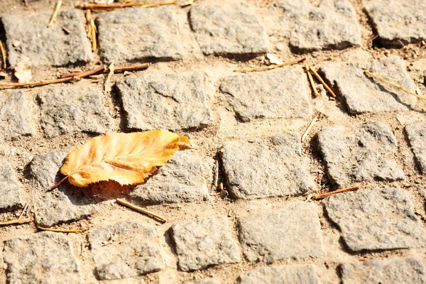 Yolda sonbahar yaprağı — Stok fotoğraf