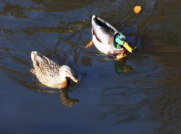 Anatre che nuotano in acqua — Foto Stock