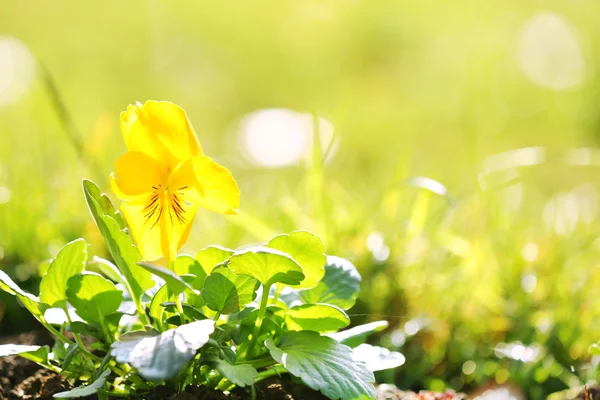 Vakre blomster i hagen – stockfoto