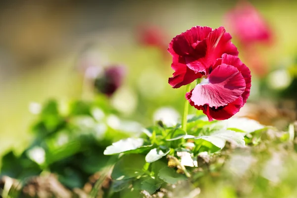 Hermosas flores en el jardín — Foto de Stock