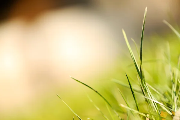 Grönt gräs närbild — Stockfoto