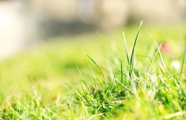 Grünes Gras aus nächster Nähe — Stockfoto