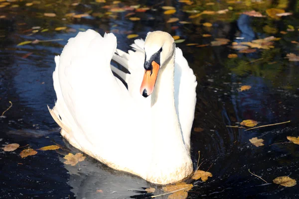 White swan on lake — Stock Photo, Image