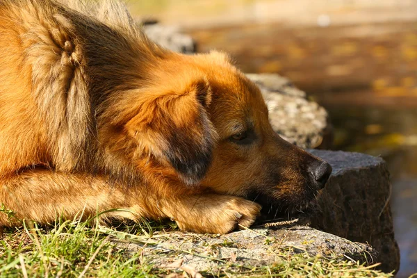 Chien en plein air — Photo