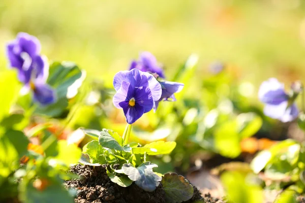 Beautiful flowers in garden — Stock Photo, Image