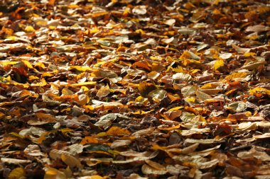 güzel sonbahar yaprakları