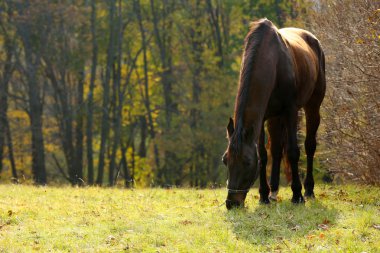 güzel kahverengi at