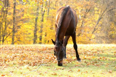 güzel kahverengi at