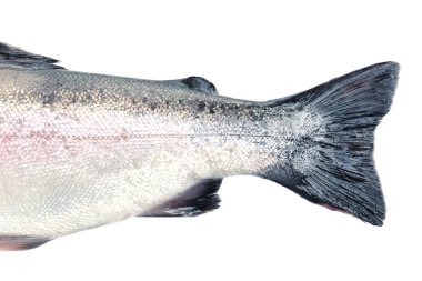 Taze alabalık balık üzerinde beyaz izole