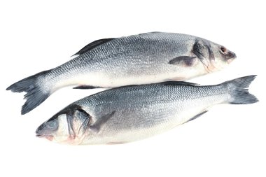 Beyaz izole taze levrek balığı
