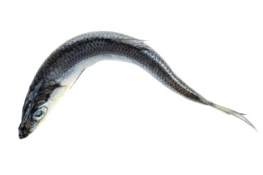 Beyazlar üzerinde taze balık.