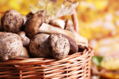 Yabani mantar ve parlak zemin üzerine sepeti sonbahar yaprakları