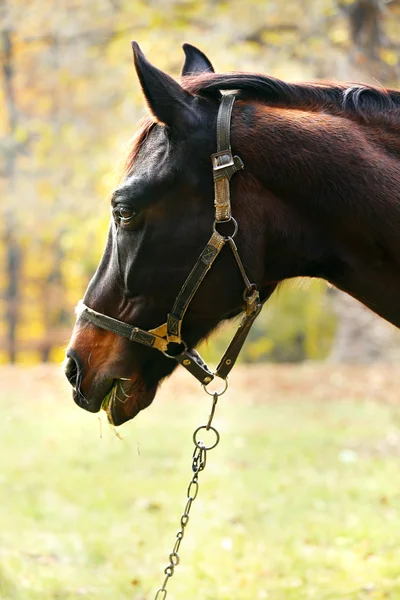 Beautiful brown horse — Stock Photo, Image