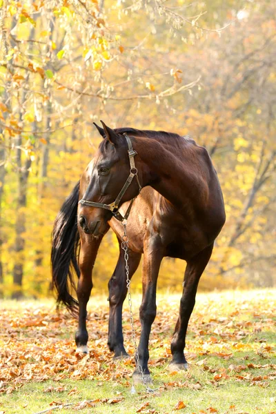 Bellissimo cavallo marrone — Foto Stock