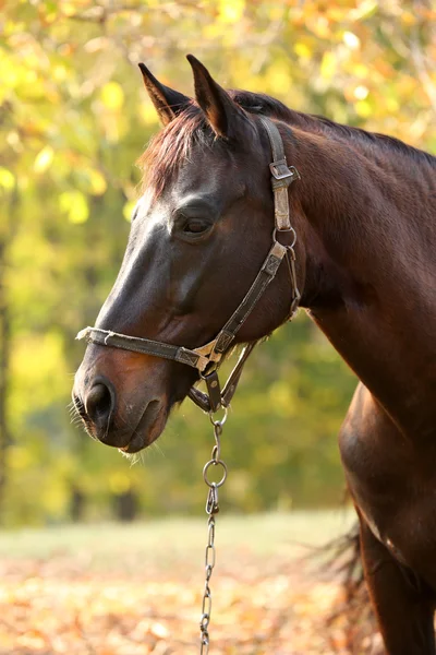 Beautiful brown horse — Stock Photo, Image