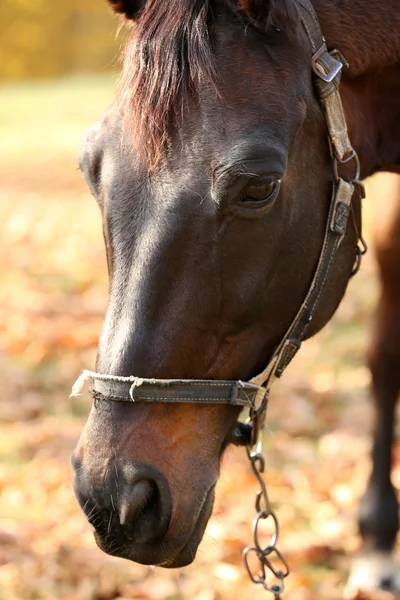 Vackra bruna häst — Stockfoto