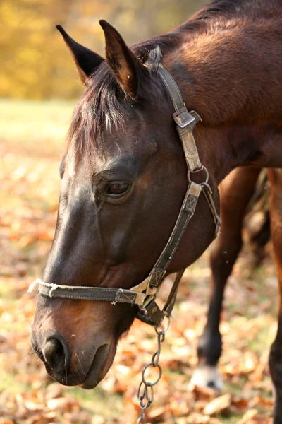 Krásný hnědý kůň — Stock fotografie