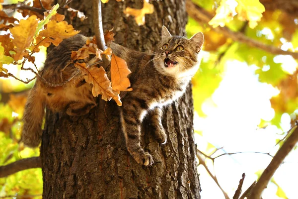 Kat op boom — Stockfoto