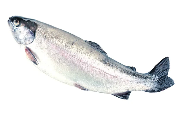 Fresh trout fish isolated on white — Stock Photo, Image
