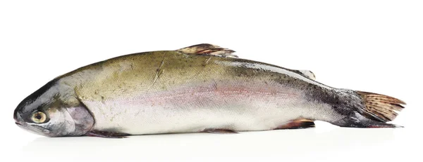 Färska öring fisk isolerad på vit — Stockfoto