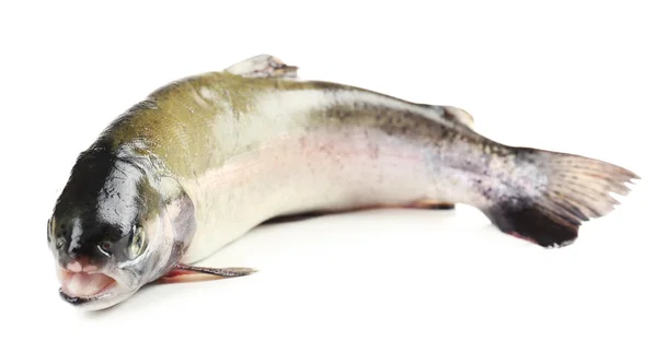 Frische Forellenfische isoliert auf weiß — Stockfoto