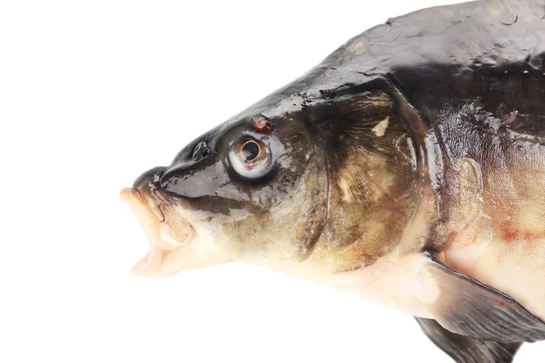 Frischer Karpfenfisch isoliert auf weiß — Stockfoto