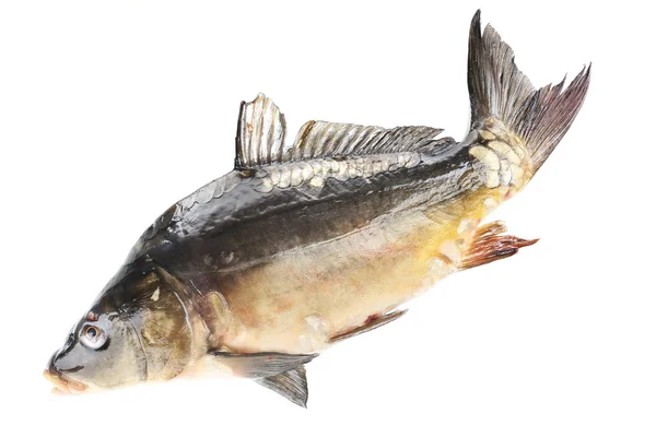 Fresh carp fish isolated on white — Stock Photo, Image