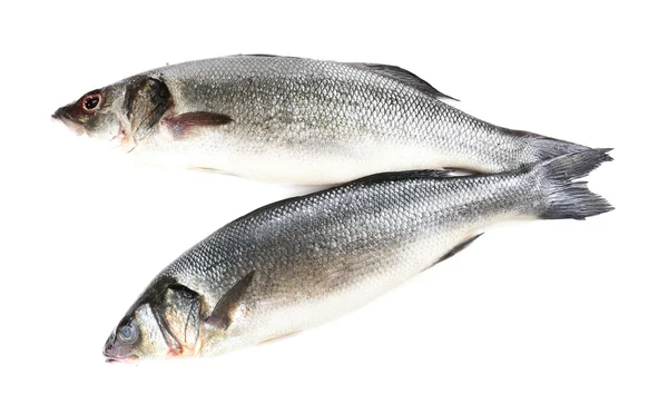 Fresh seabass fish isolated on white — Stock Photo, Image