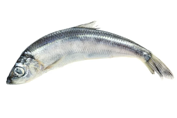 Peixe fresco isolado em branco — Fotografia de Stock