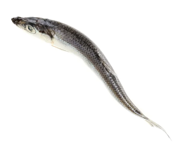 Čerstvé ryby izolované na bílém — Stock fotografie