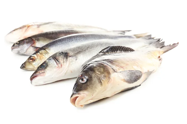 Fresh fish isolated on white — Stock Photo, Image