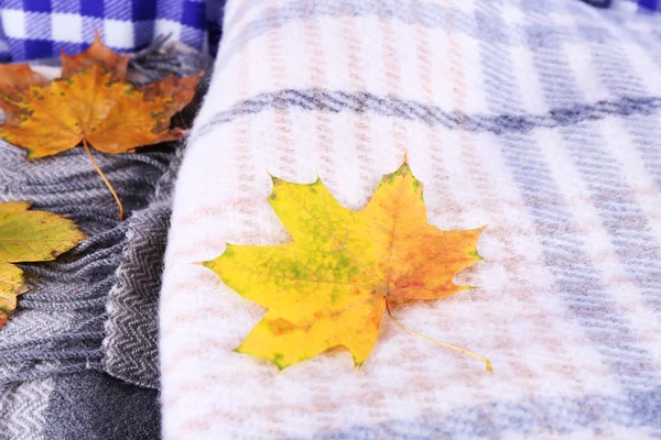 Autumn leaves on plaid close-up — Stock Photo, Image