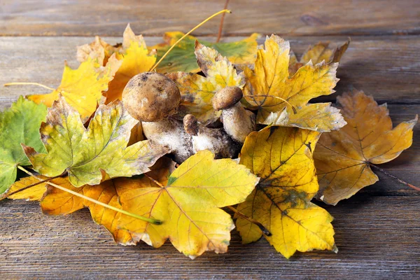 Funghi selvatici e foglie autunnali su fondo di legno — Foto Stock