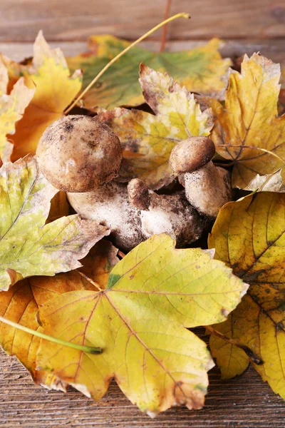 Άγρια μανιτάρια και το φθινόπωρο τα φύλλα σε ξύλινα φόντο — Φωτογραφία Αρχείου