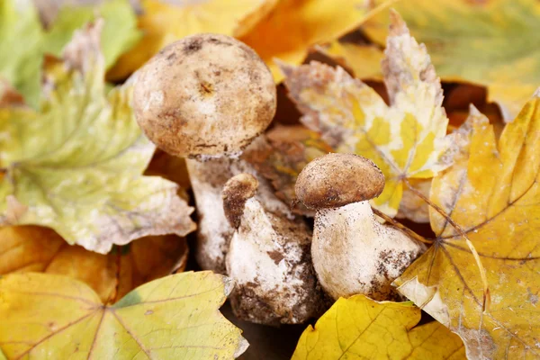 Wild mushrooms and autumn leaves close-up — Stock Photo, Image