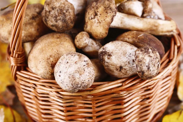 Funghi selvatici e foglie autunnali nel cestino primo piano — Foto Stock