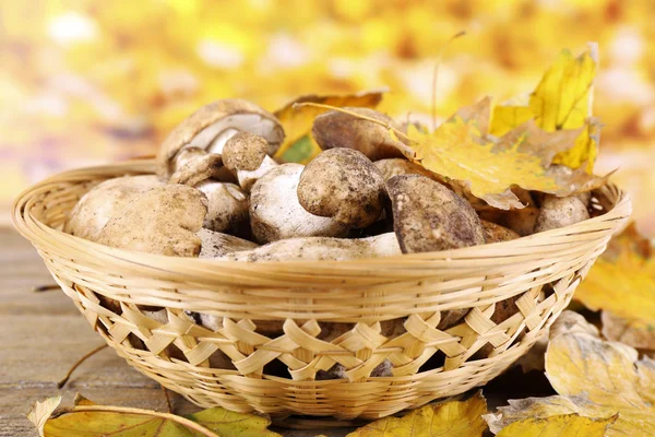 野生蘑菇和秋天的落叶在篮子里在明亮的背景上 — 图库照片