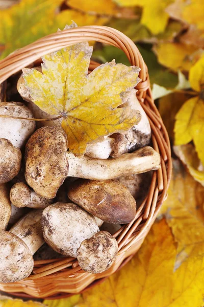 Wild mushrooms and autumn leaves in basket on bright background — Stock Photo, Image