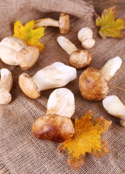 Cogumelos selvagens e folhas de outono — Fotografia de Stock