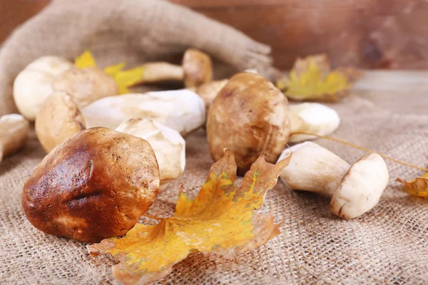 Wild mushrooms and autumn leaves — Stock Photo, Image