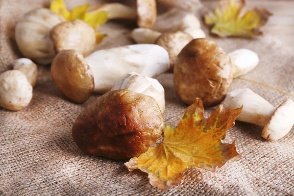 Wild mushrooms and autumn leaves — Stock Photo, Image